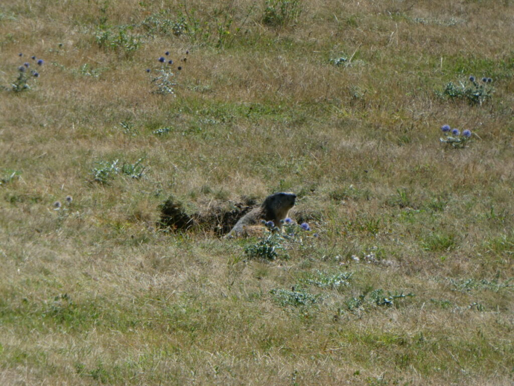 Marmotte au gouffre de Gourfouran