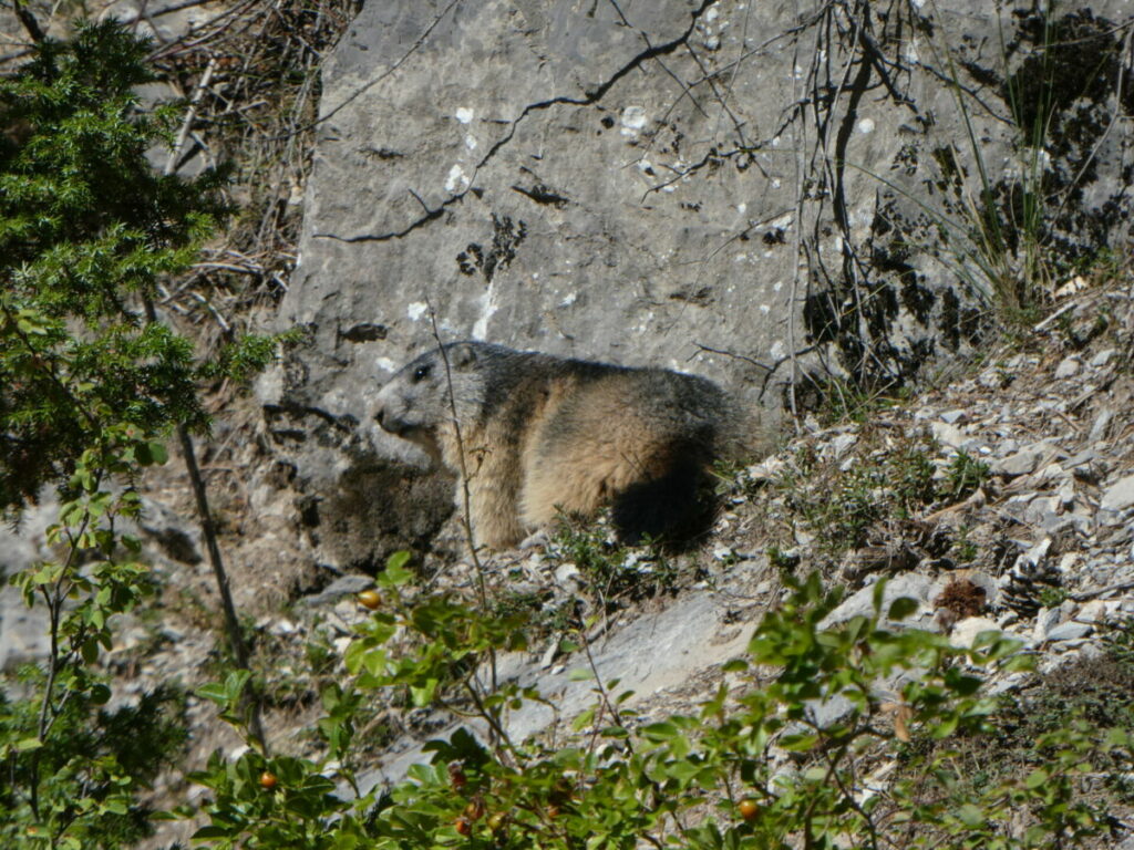 Une marmotte sur le sentier de la grotte des Vaudois