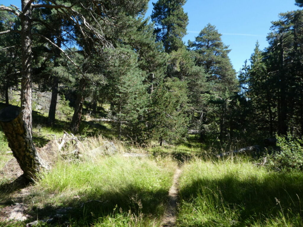 La forêt sur la crête de la Rortie