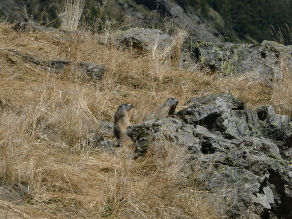 Une famille de marmottes à la cabane des Grands Plans