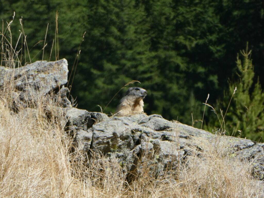 Une marmotte à la cabane des Grands Plans