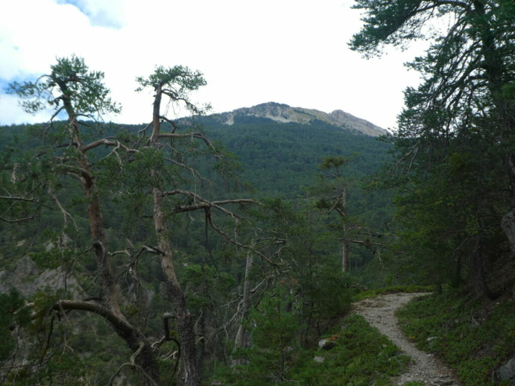 La tête du Puy au fond, de l'autre côté de la combe du torrent de l'Ascension