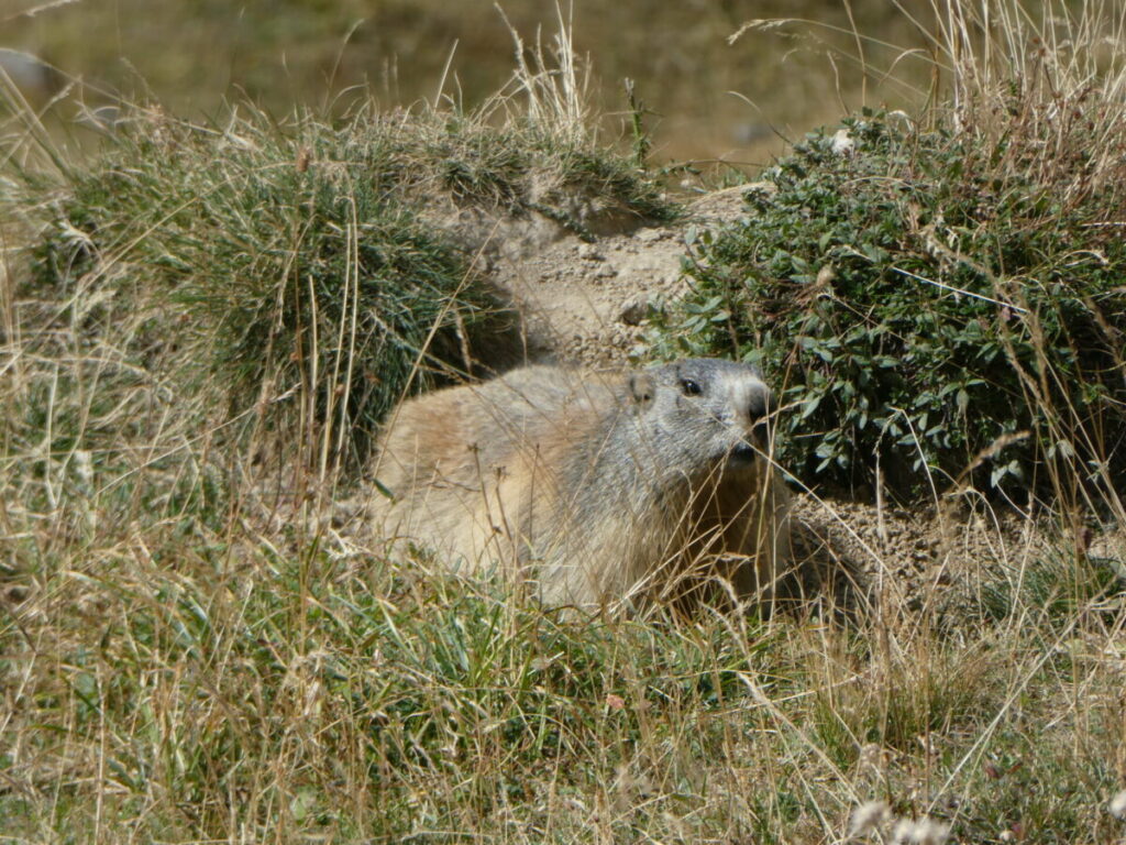 Une marmotte au lac de l'Ascension