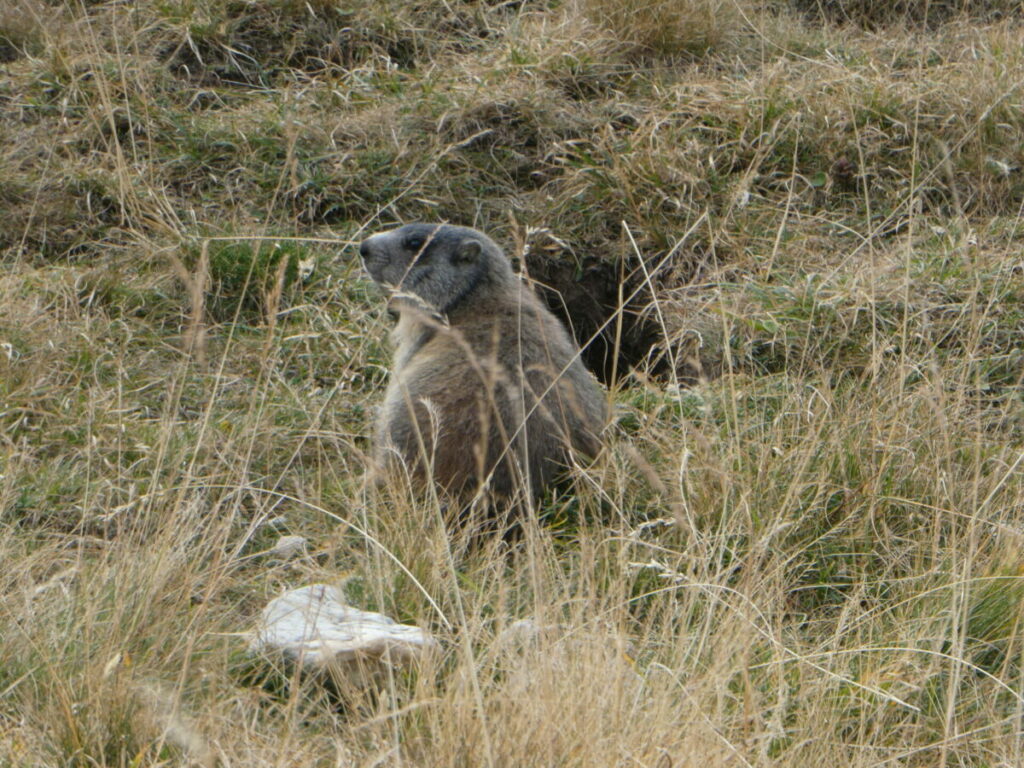 Une marmotte au lac de l'Ascension