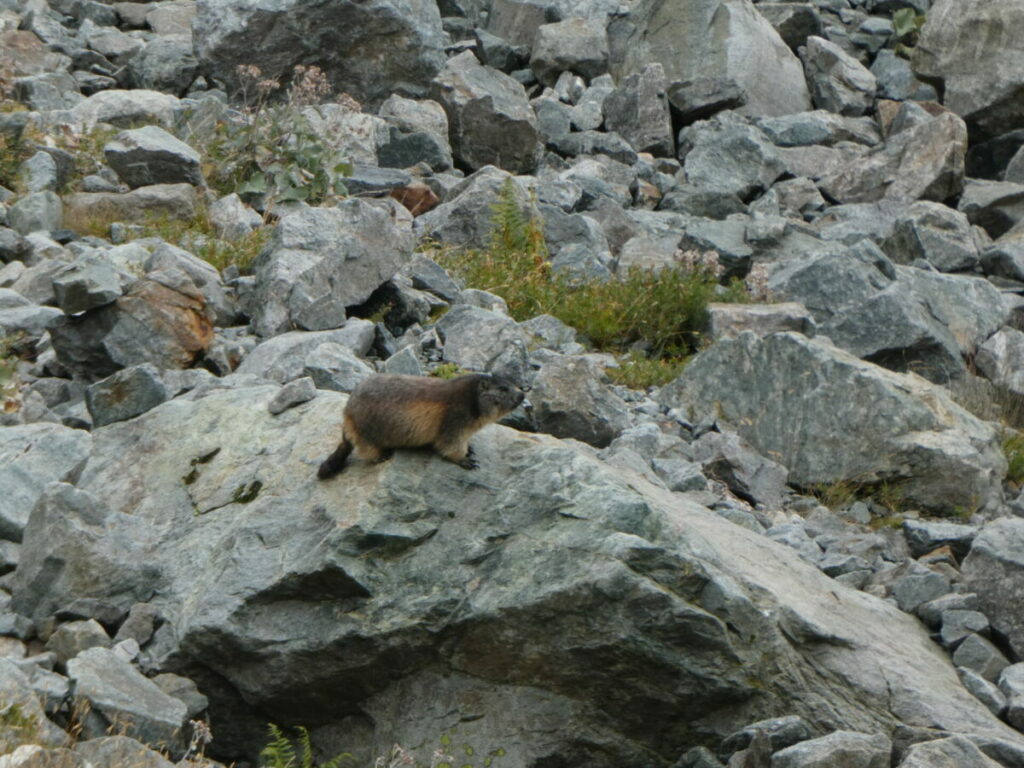 Marmotte au-dessus du refuge du Glacier Blanc