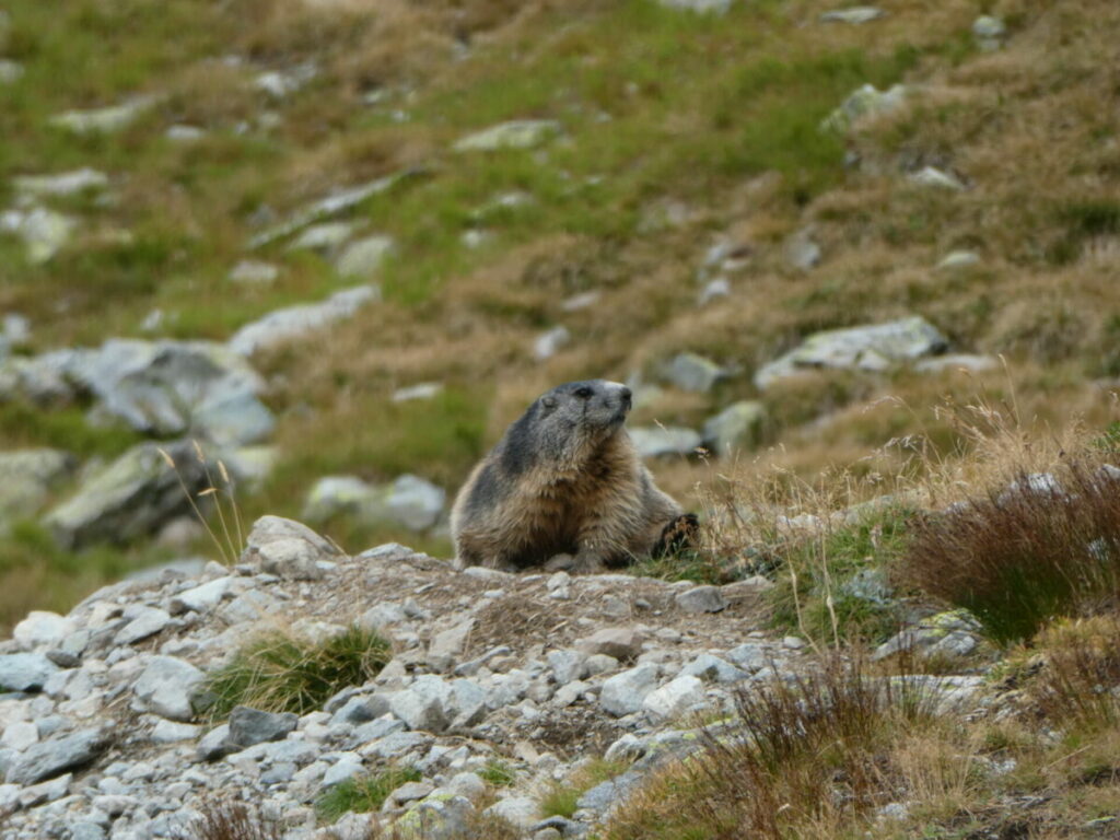 Marmotte au-dessus du refuge du Glacier Blanc